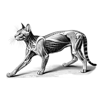 tabla1_perro_adulto