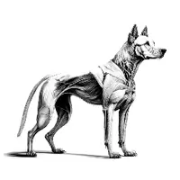 tabla1_perro_adulto
